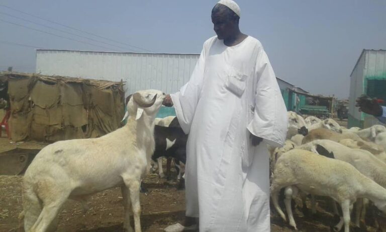 غضب سوداني من قرار سعوي بحظر استيراد الماشية